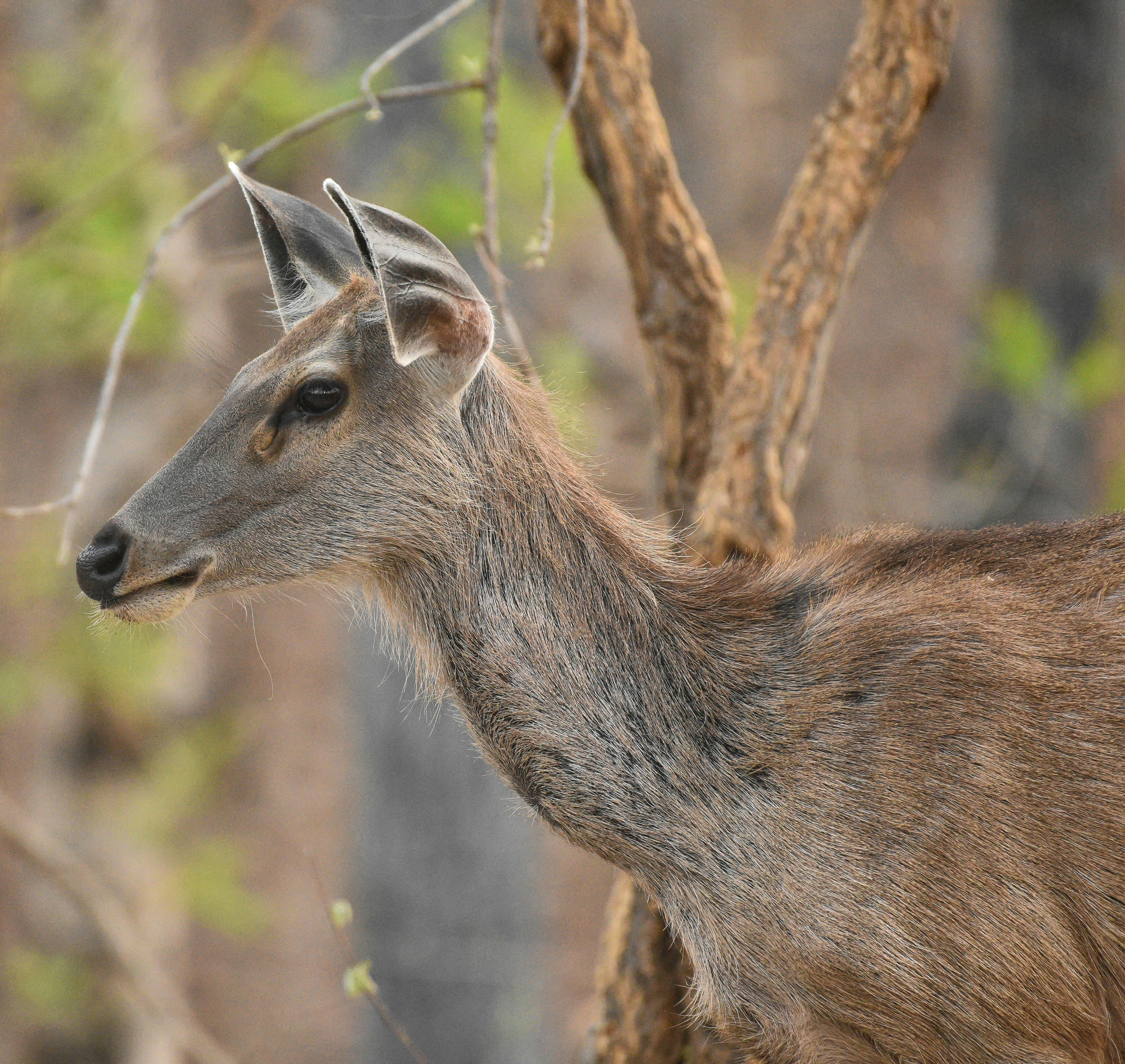 Photo by rahuldeshmukh18