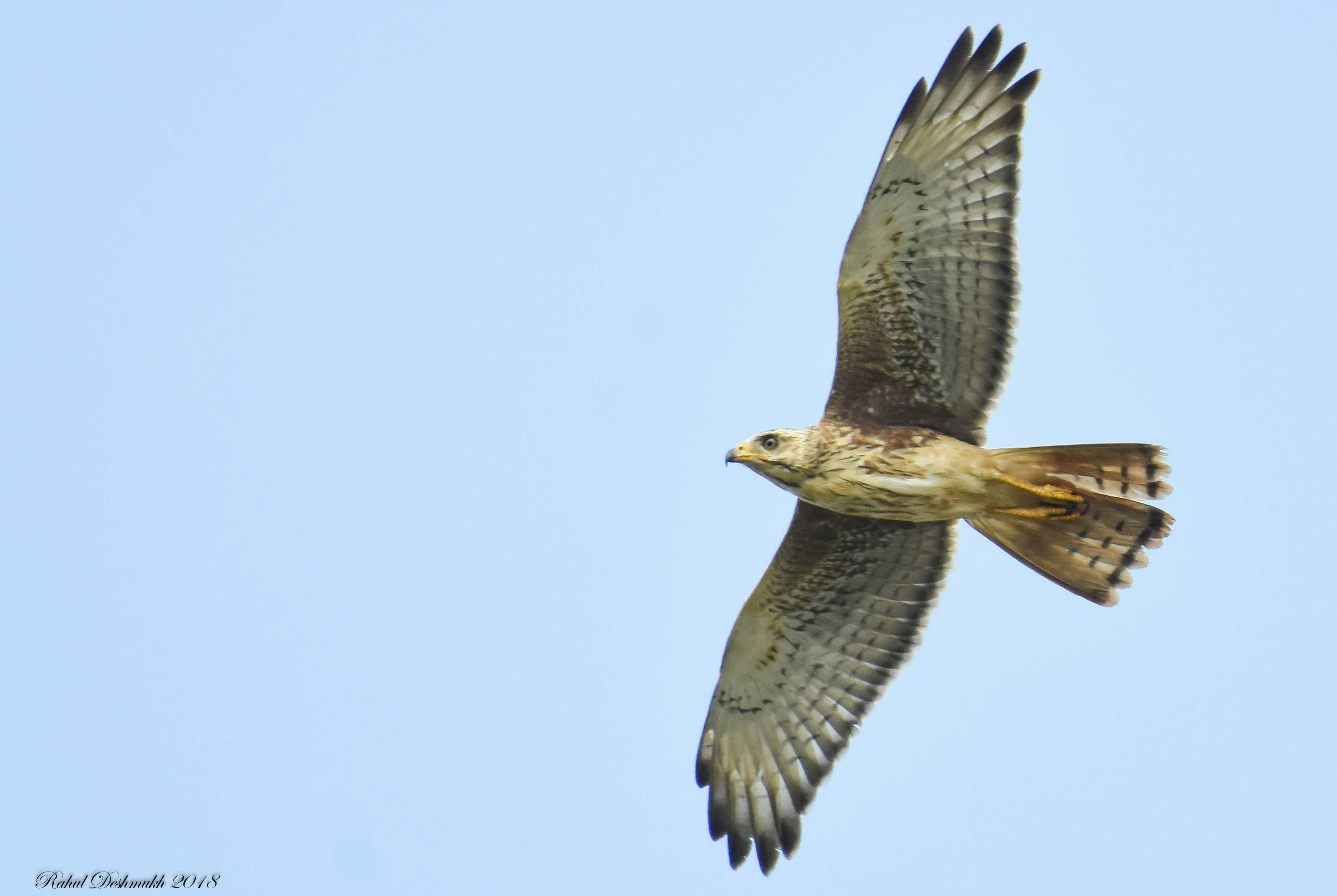 Photo by rahuldeshmukh18