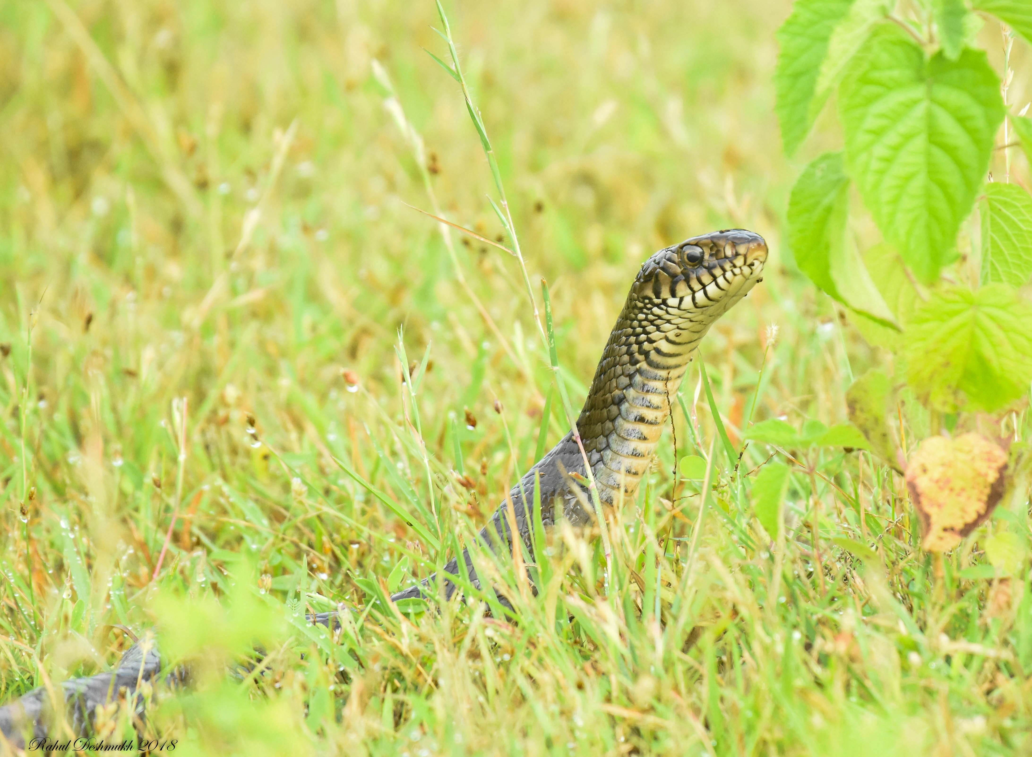 Behavioral Adaptations and Sensory Integration (image credits: unsplash)