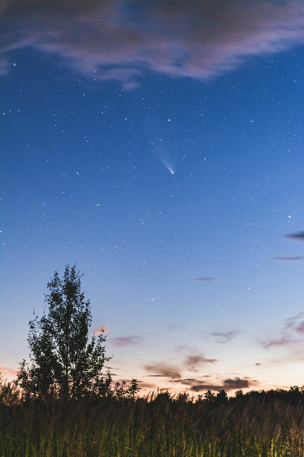 the night sky with stars above a field of tall grass