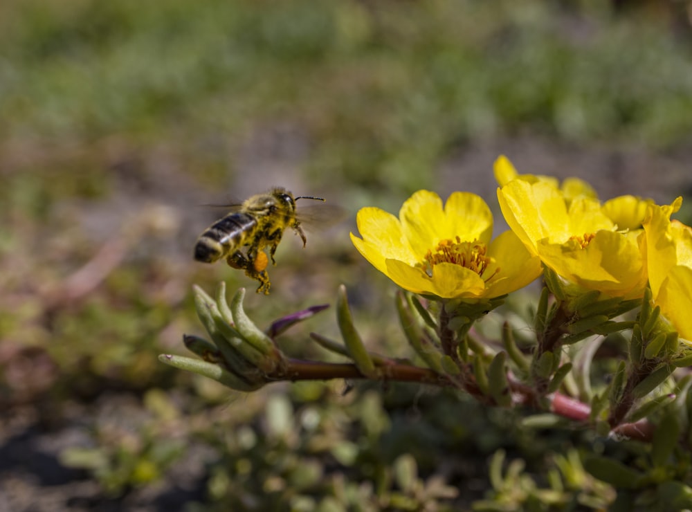 Une abeille survolant une fleur jaune dans un champ