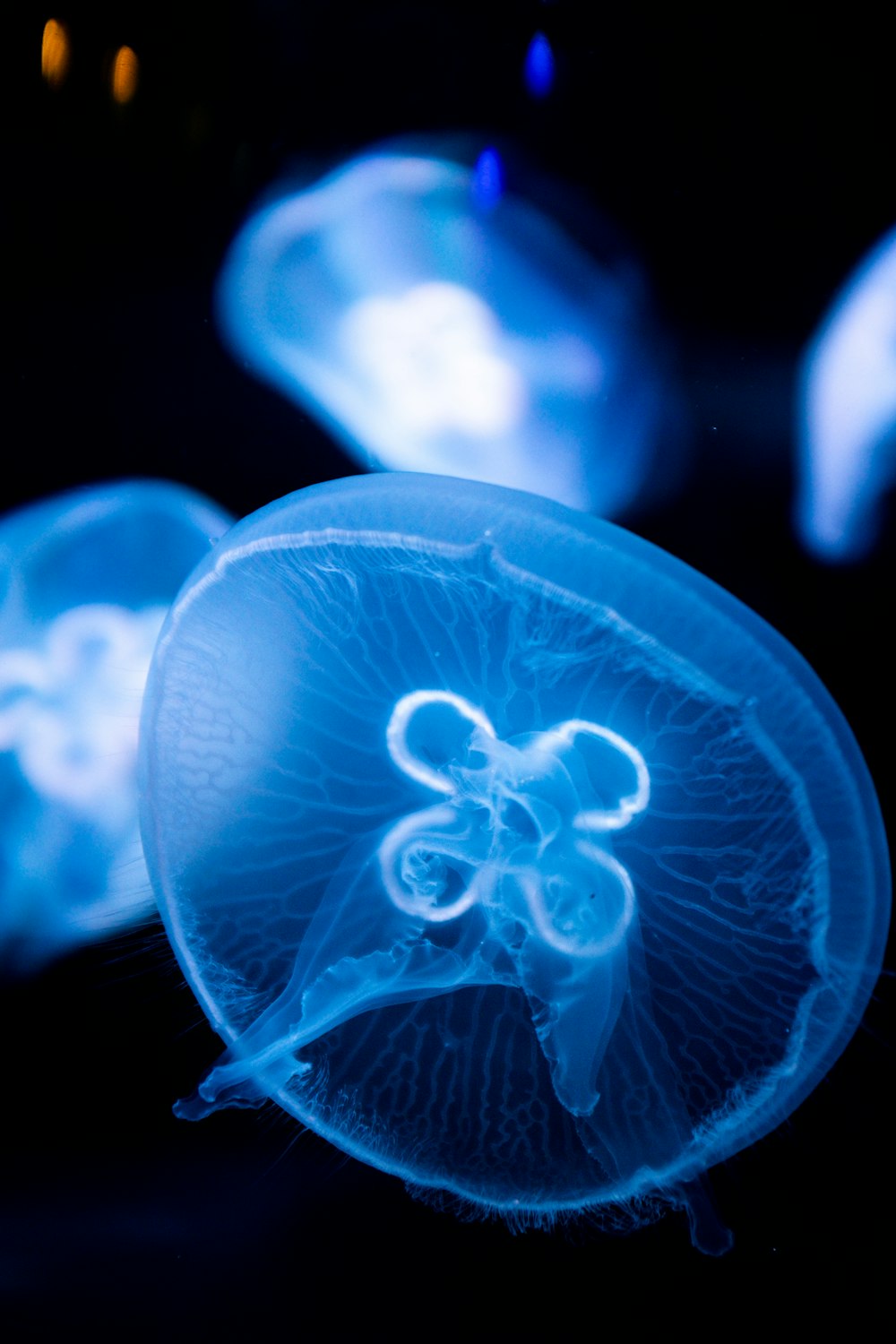 Bioluminescent Pictures  Download Free Images on Unsplash