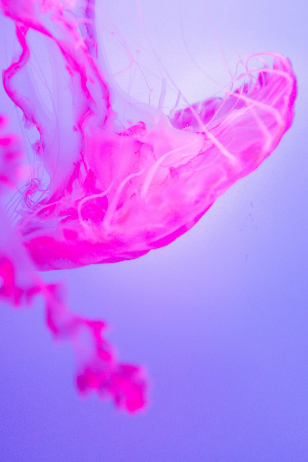 a pink jellyfish floating in the water