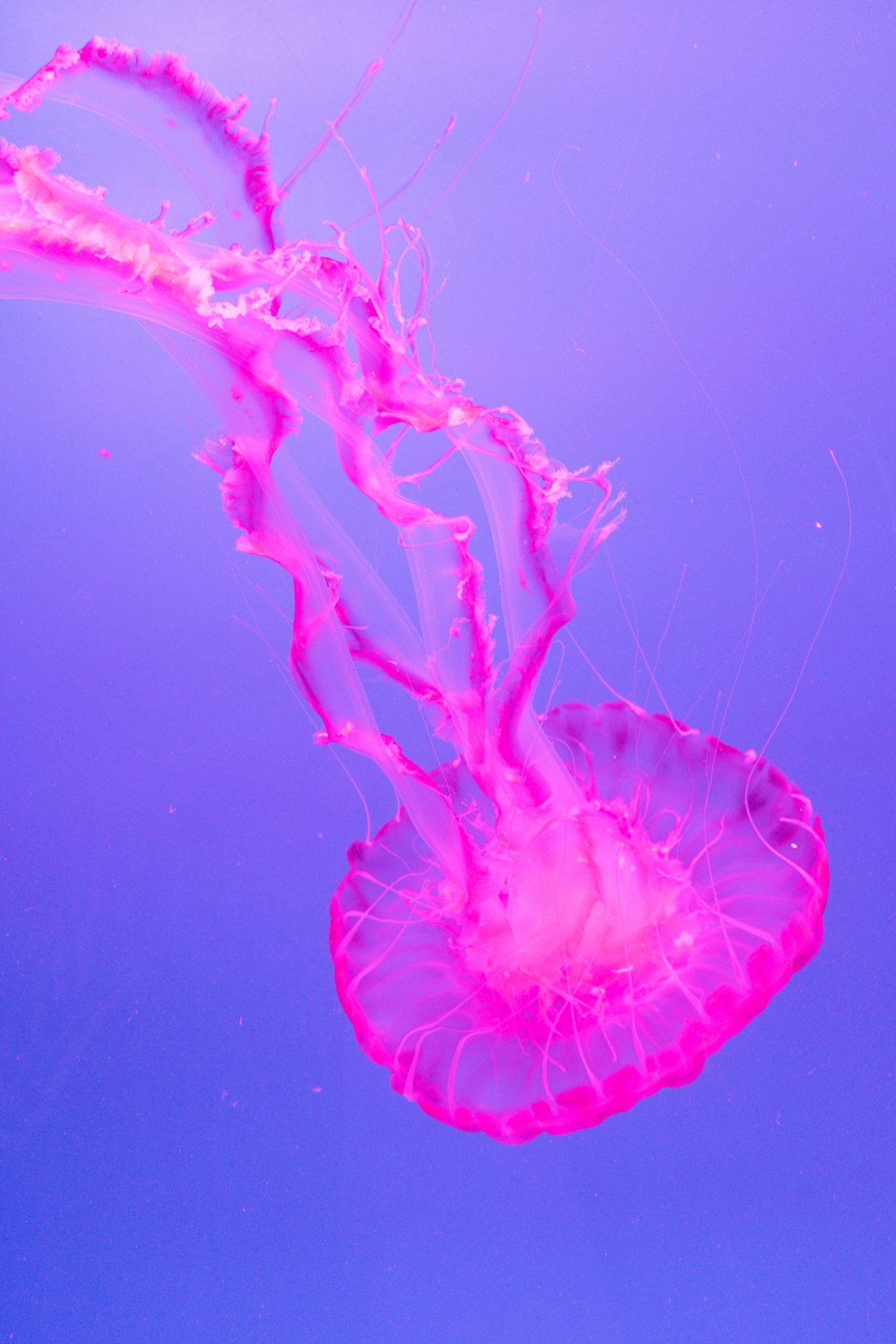 a pink jellyfish floating in the water