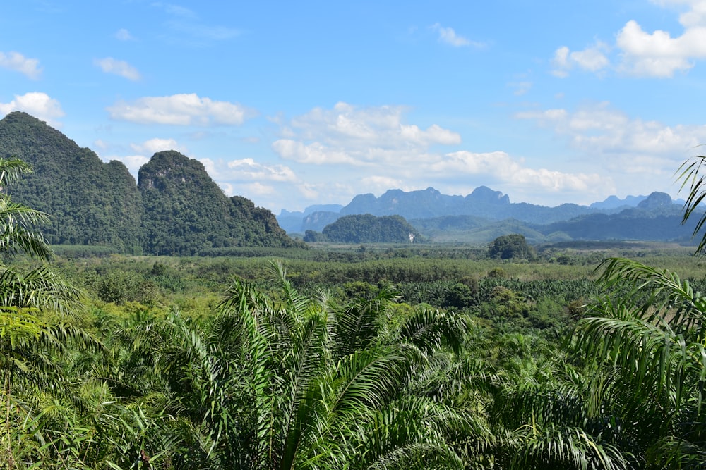 uma floresta verde exuberante cheia de muitas árvores