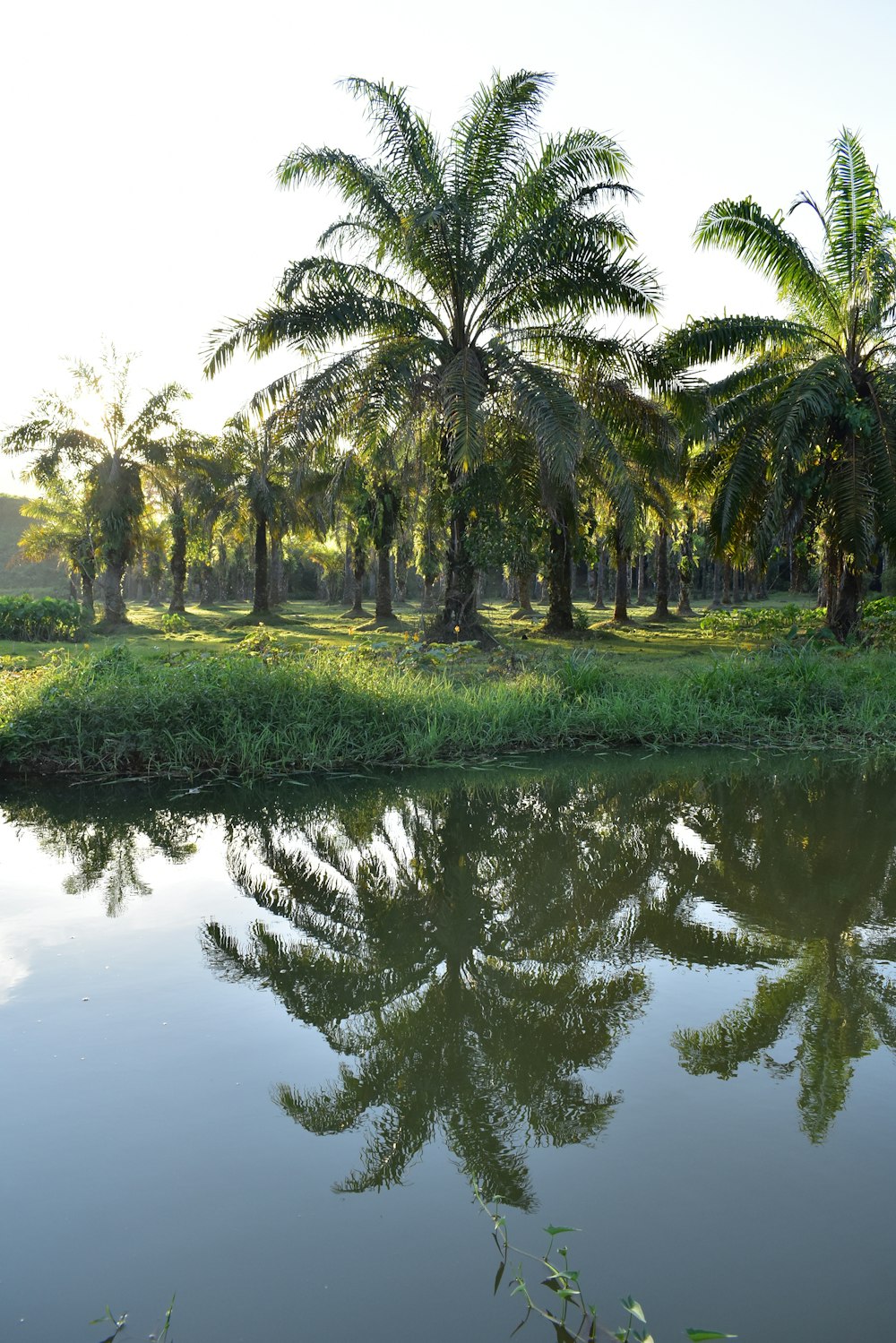 a body of water surrounded by palm trees