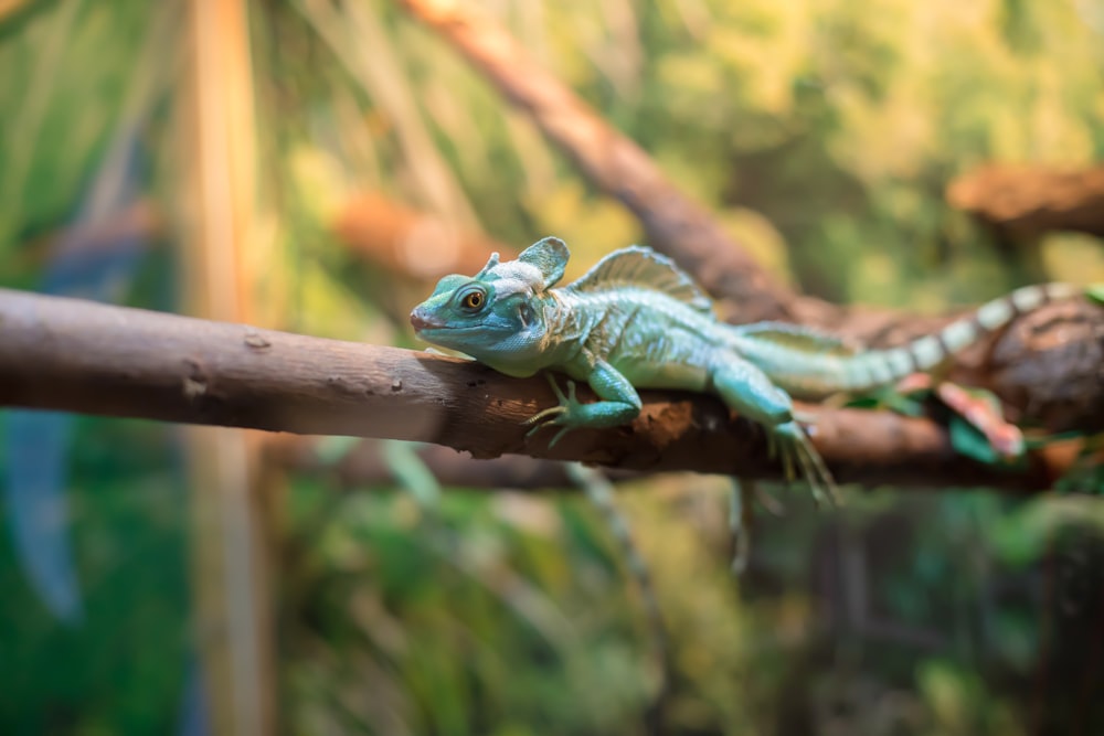 a small lizard is sitting on a branch