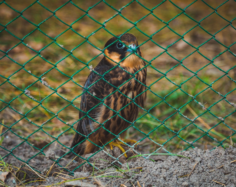 a small bird sitting behind a chain link fence