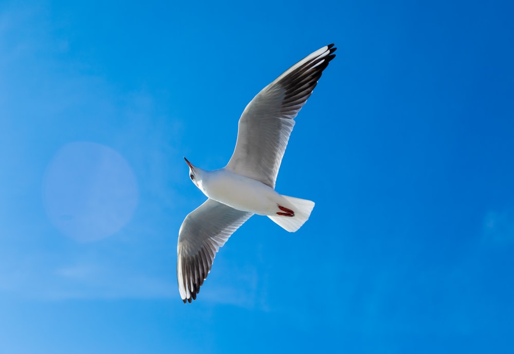 a seagull flying in the blue sky with its wings spread