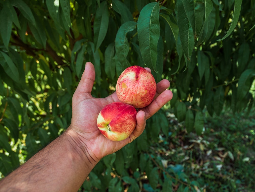 a person holding two apples in their hand