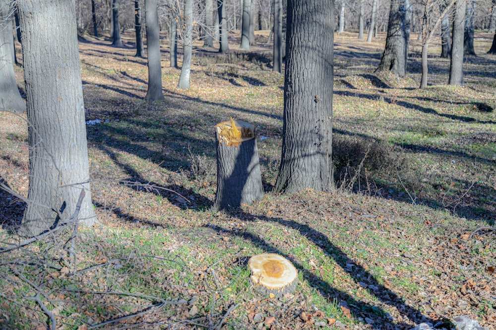 a group of trees that are standing in the grass