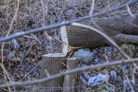 A freshly cut tree lies on the ground in a woodland area. The trunk has been neatly sawed, leaving a stump. Surrounding the tree are dry branches and leaves, creating a dense undergrowth.