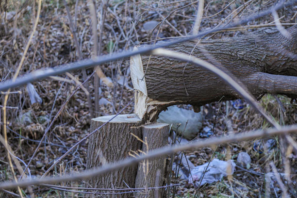 Close-up of fresh tree wood chips on the ground after professional tree removal.