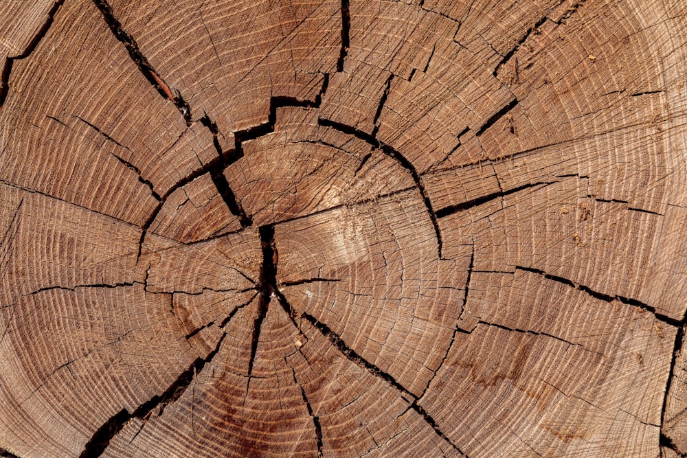 a close up of a tree trunk showing the cross section