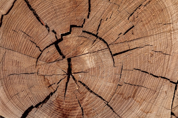 Tree stump showing wooden rings