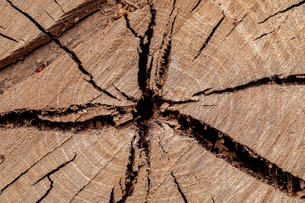 una sección transversal de un árbol que ha sido cortado por la mitad