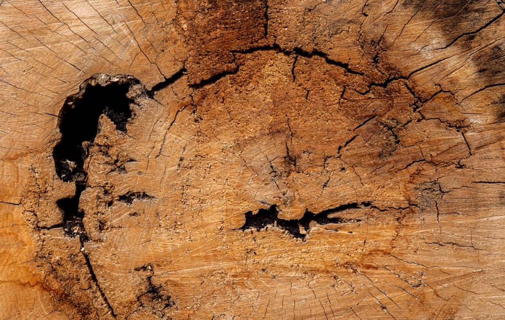 ein Stück Holz, das halbiert wurde