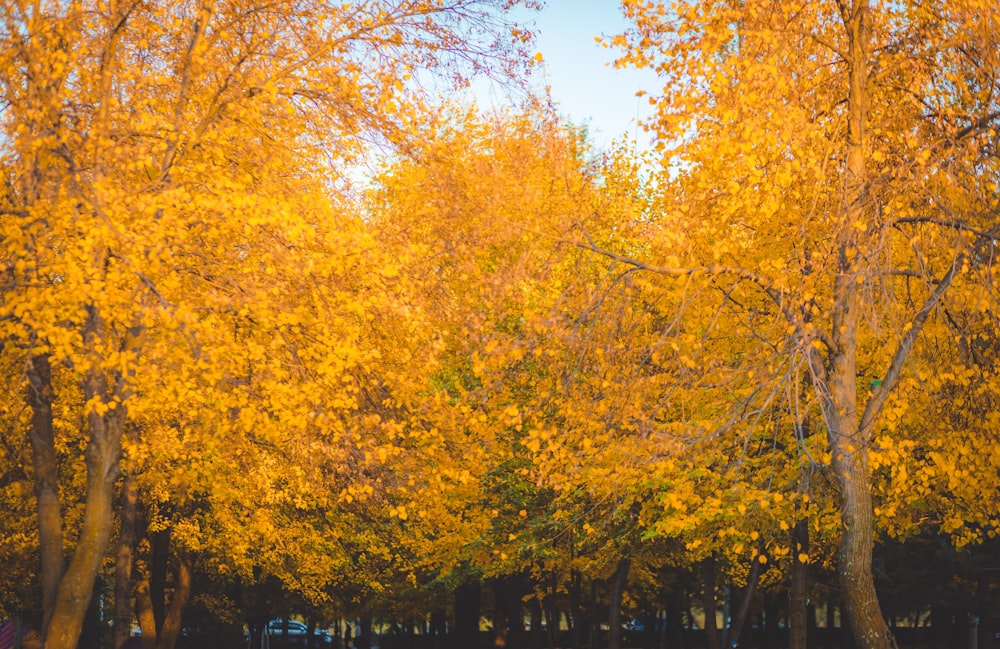 a group of trees with yellow leaves on them