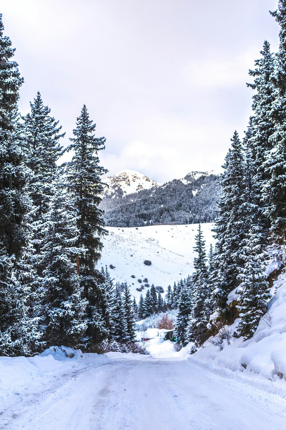 a snow covered road surrounded by pine trees