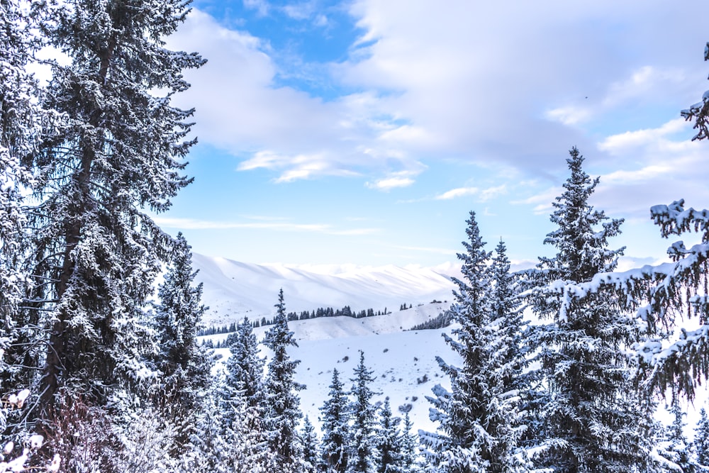 a view of a snowy mountain with trees in the foreground