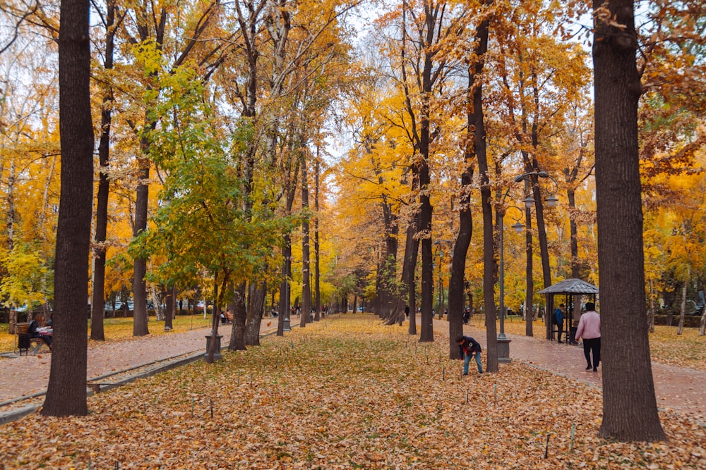 a woman walking her dog through a park in the fall