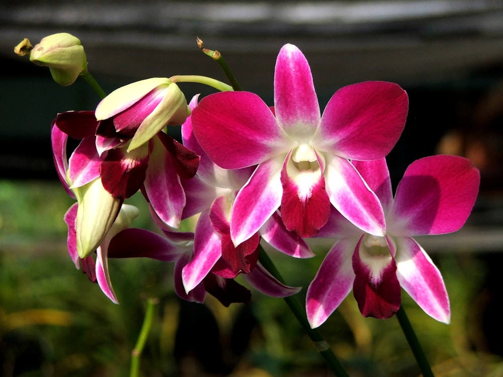 a close up of a pink and white flower