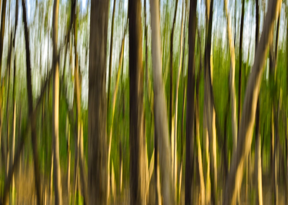 a blurry photo of trees in a forest