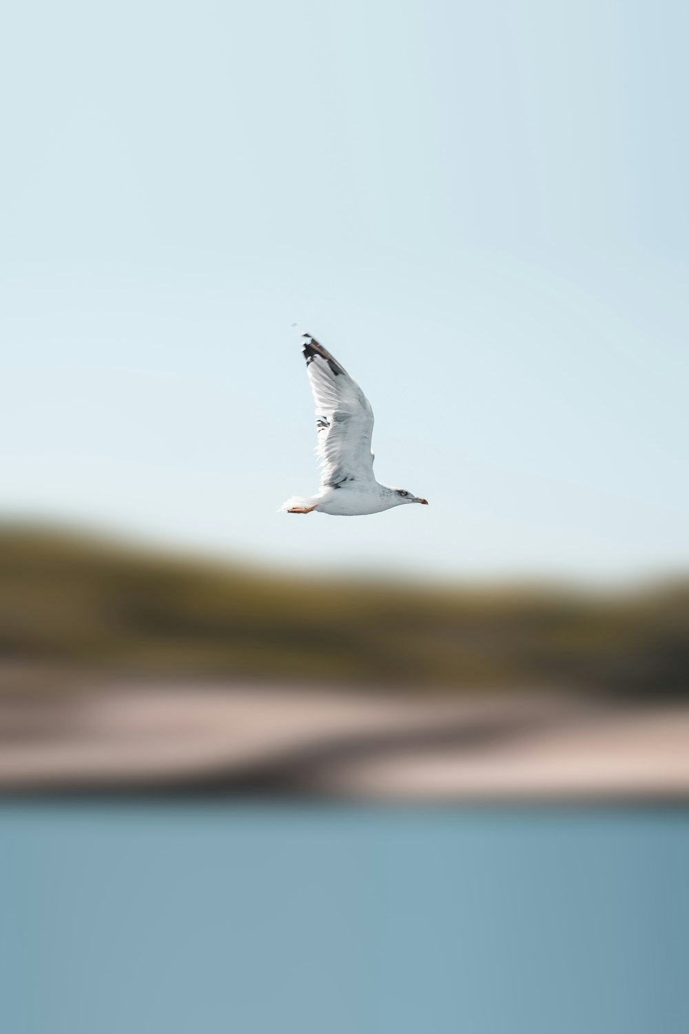 a white bird flying over a body of water