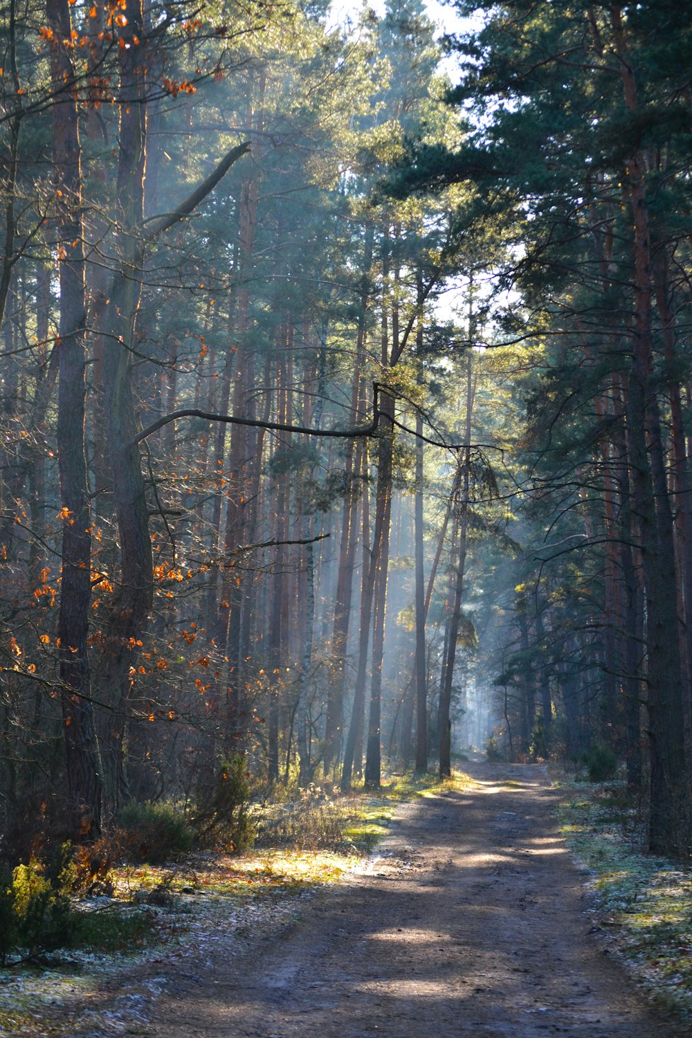 Una strada sterrata in mezzo a un bosco