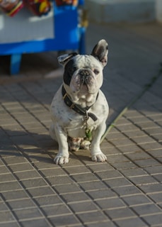 Bulldog Frances oreja caída