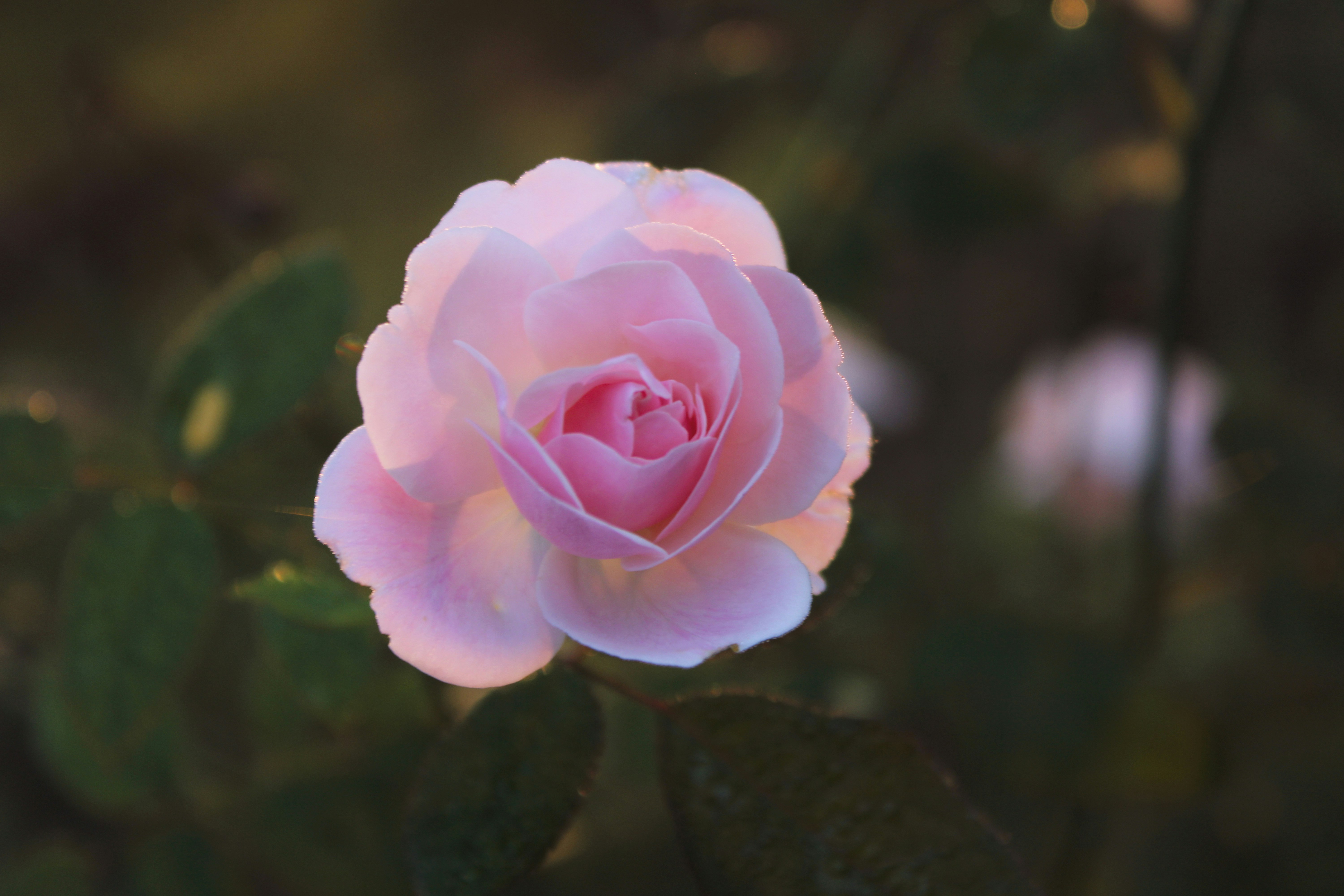 a pink rose is blooming in a garden