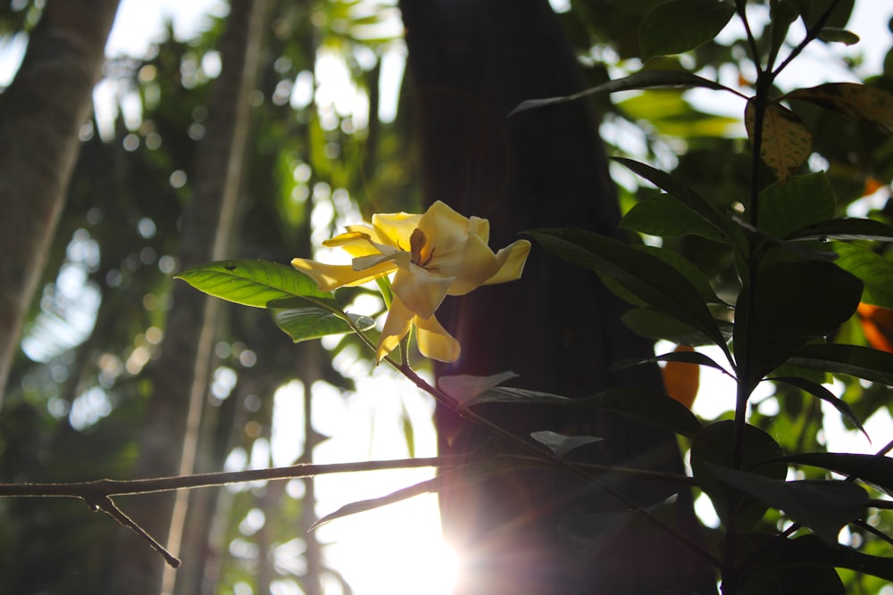 a yellow flower is blooming on a tree branch