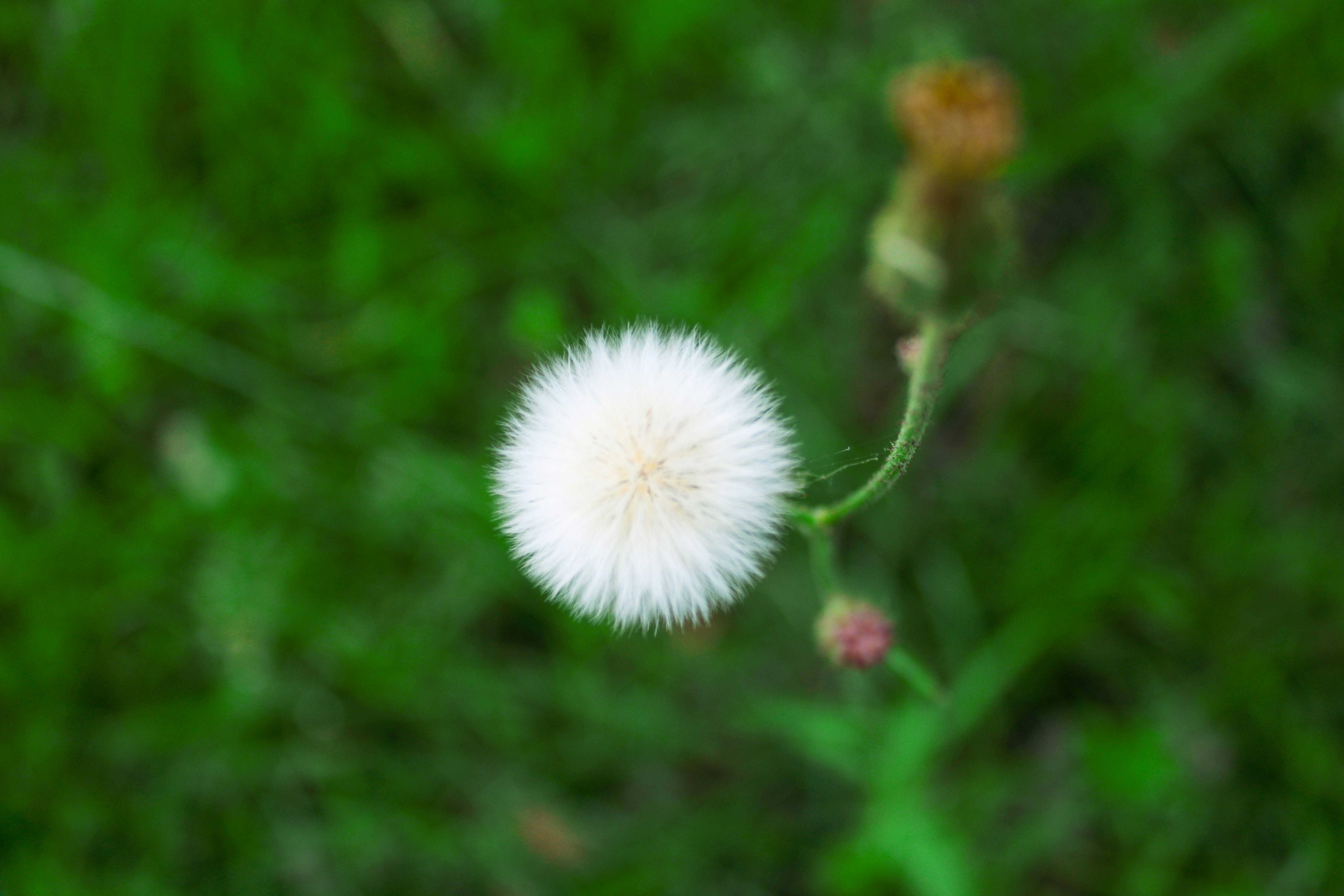 Photo by sifat_niloy