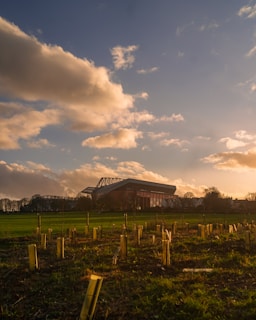 A field with recently planted saplings, each protected by small tubes, under a sky with scattered clouds during sunset. In the background, a large stadium-like structure with a distinctive roof is visible. Trees line the horizon, and soft sunlight casts warm hues over the landscape.