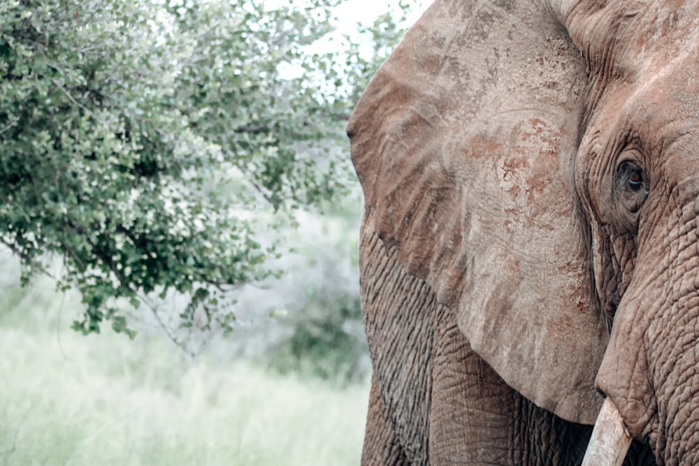 um elefante com presas em pé na frente de uma árvore