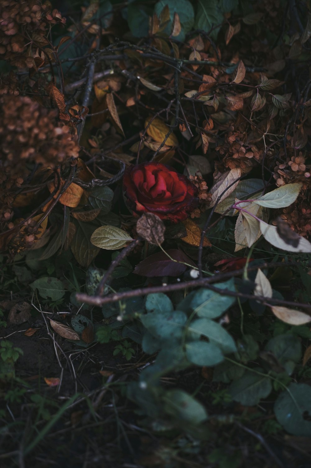 a red rose surrounded by leaves and branches