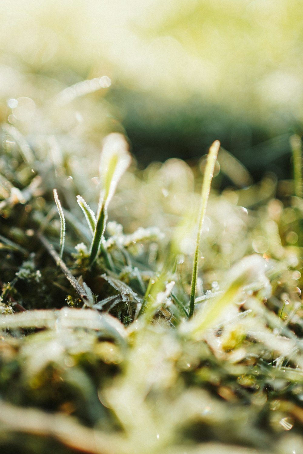 a close up of grass covered in frost