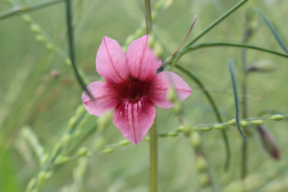 a pink flower with green stems in the background