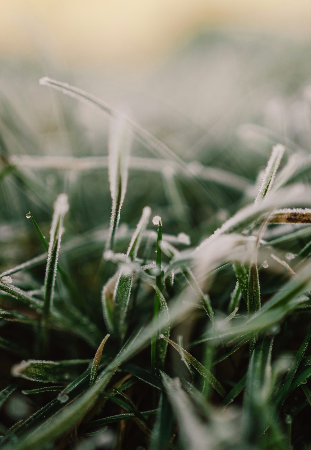 a close up of a grass covered in frost