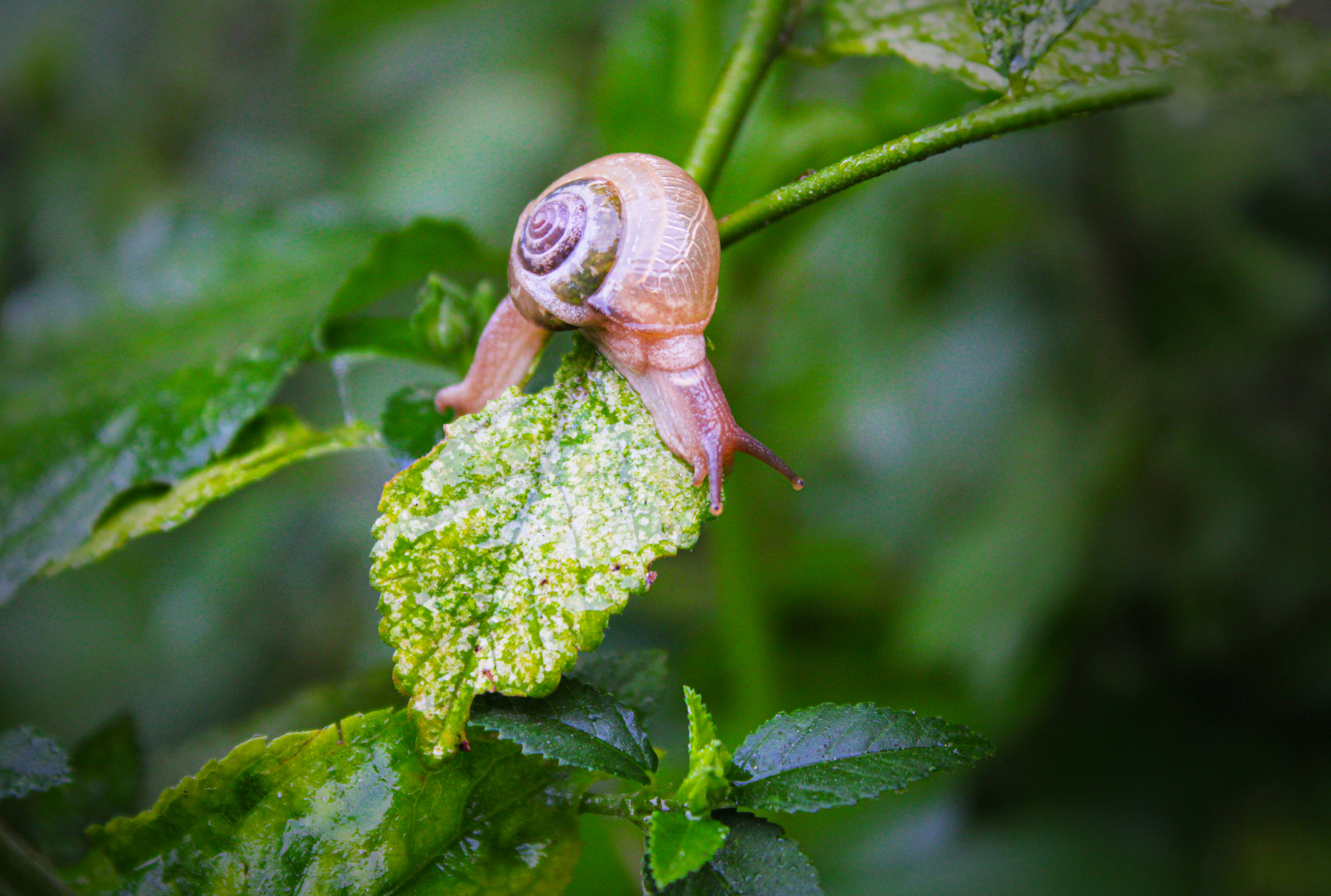 Photo by sifat_niloy