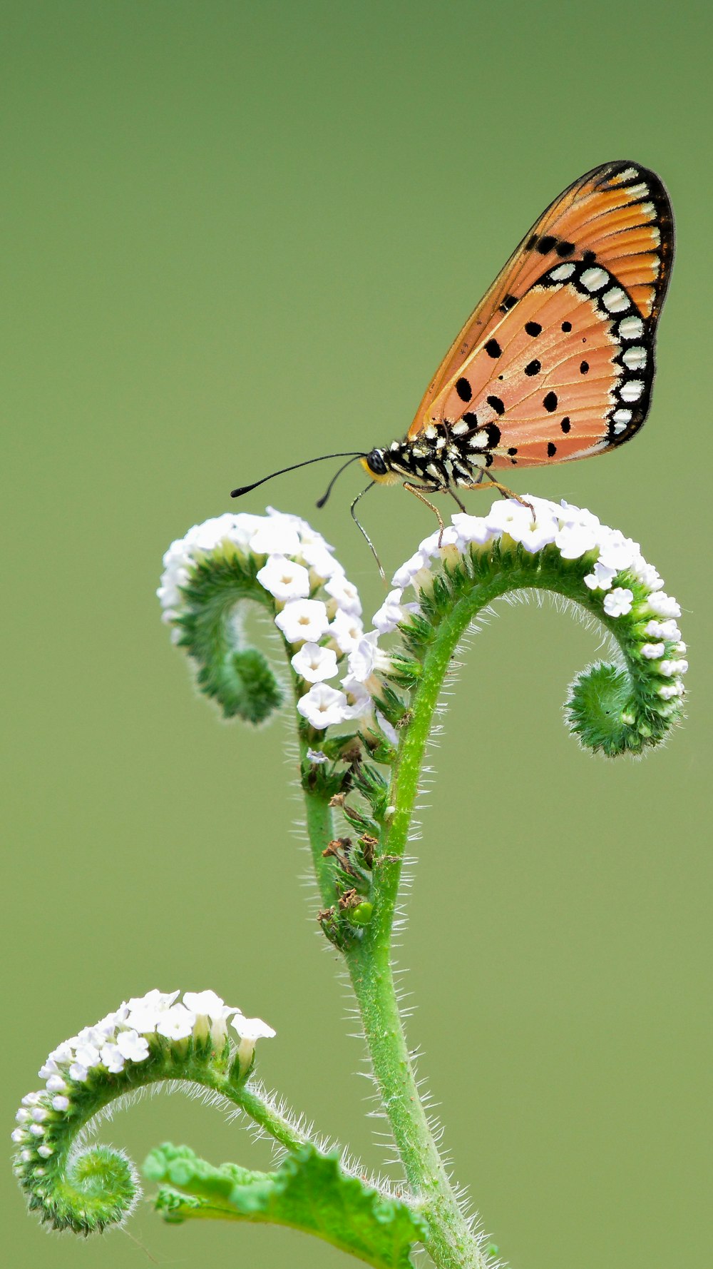 a butterfly sitting on top of a white flower