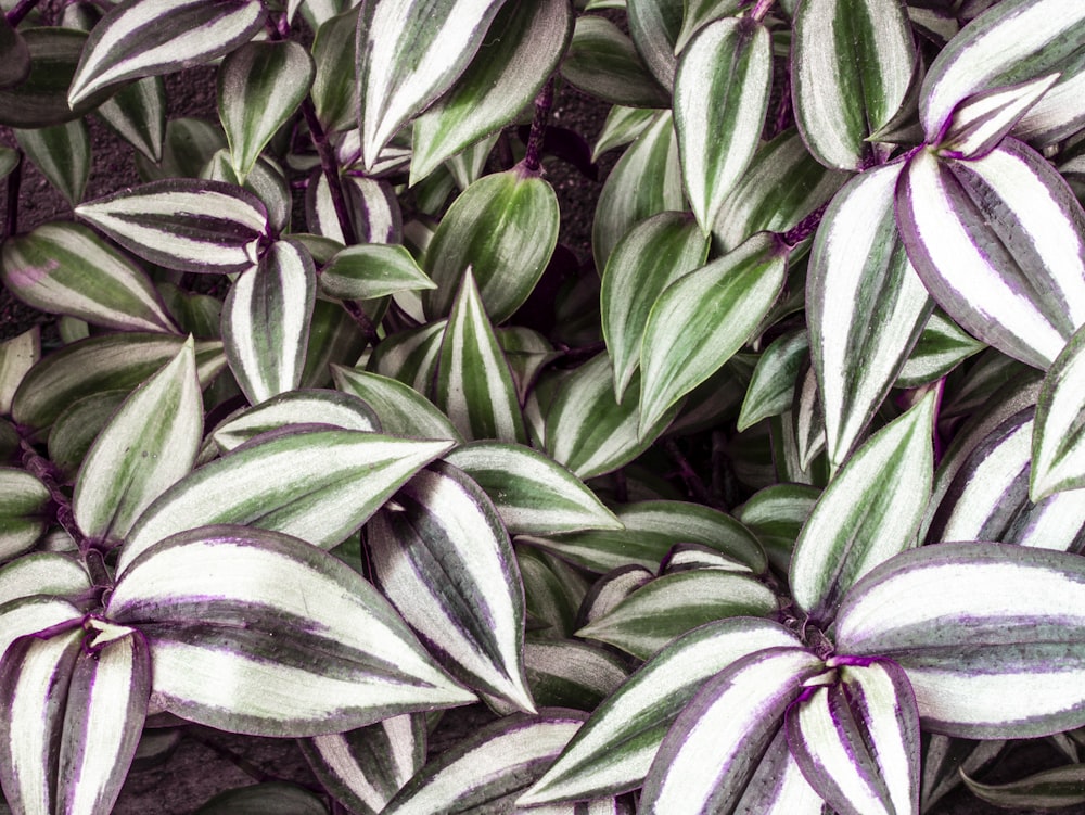 a close up of a green and white plant