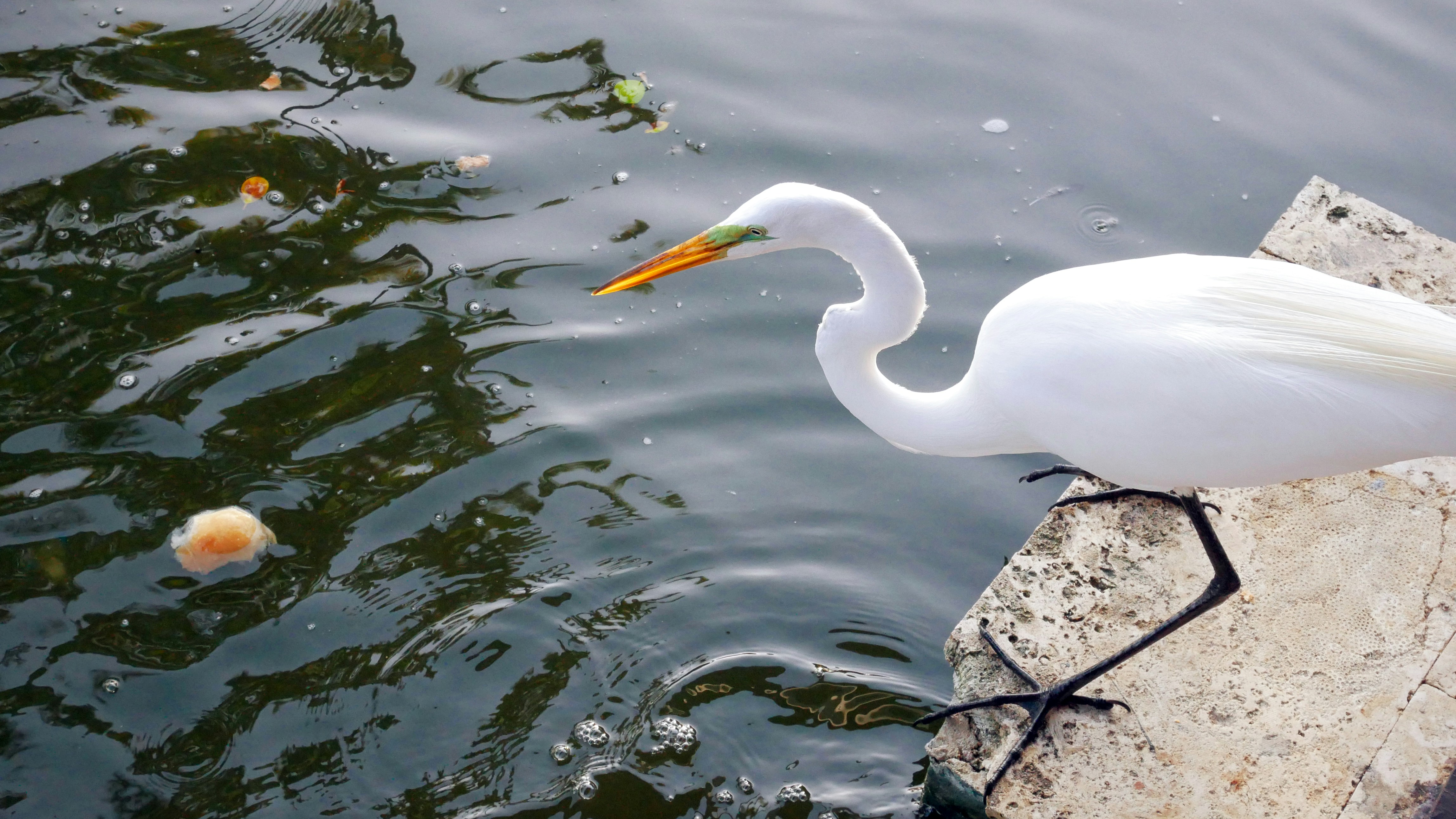 Photo by paoalchapar