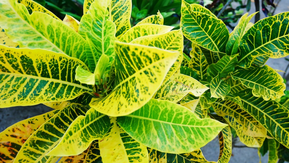 a close up of a green and yellow plant