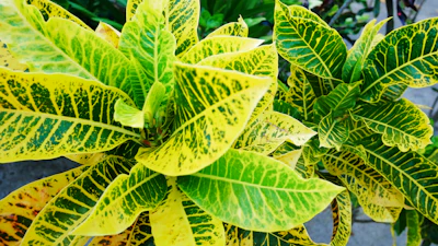 Croton Codiaeum India — Colorful Foliage Plant Complete Guide