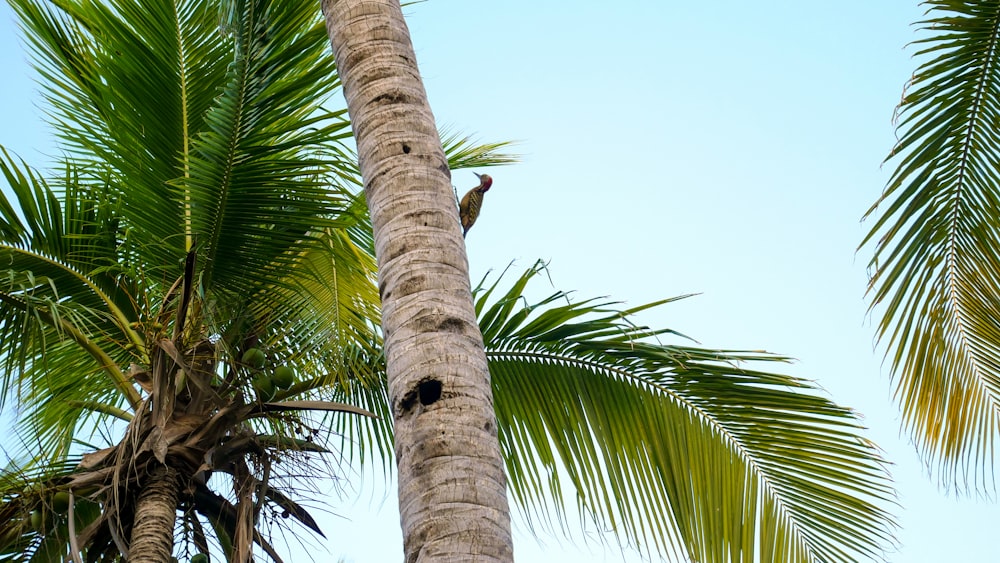 a bird is perched on a palm tree