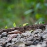 worker ants in a line carrying leaves on a log