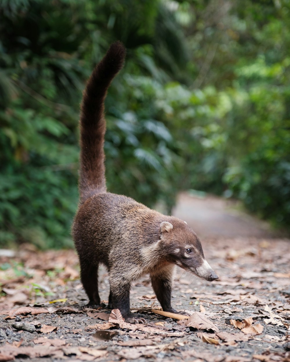 a small animal standing on top of a leaf covered road