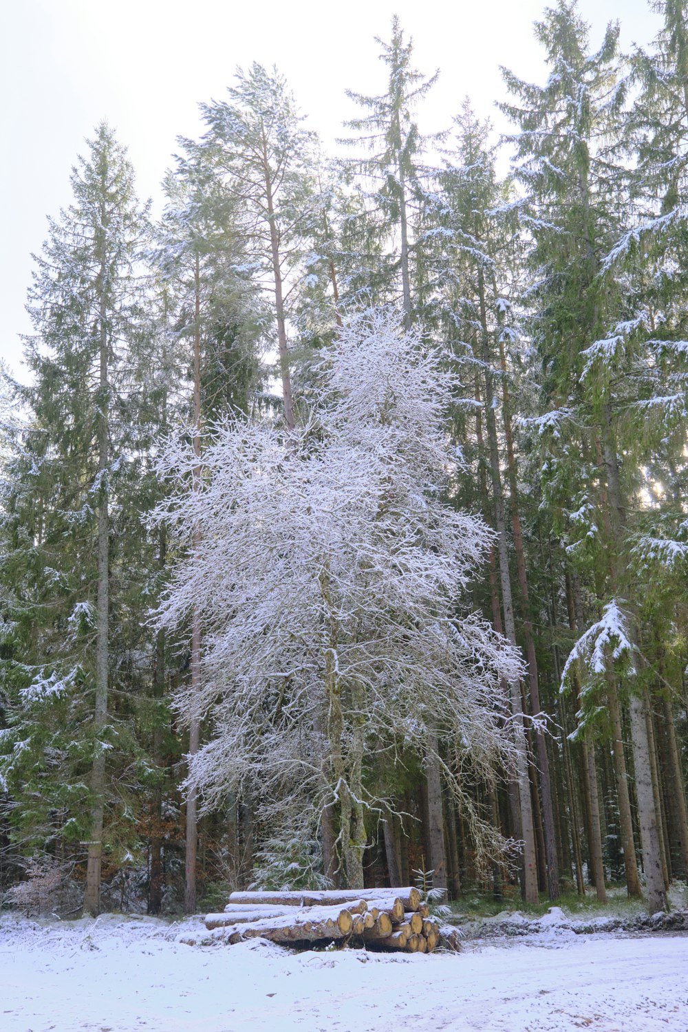 a snow covered tree in the middle of a forest