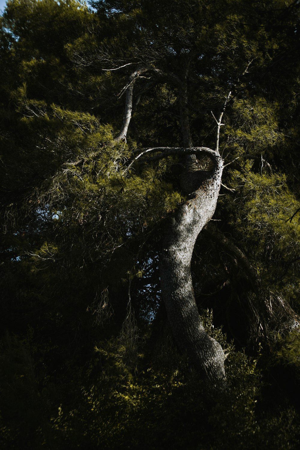 ein großer Baum ohne Blätter